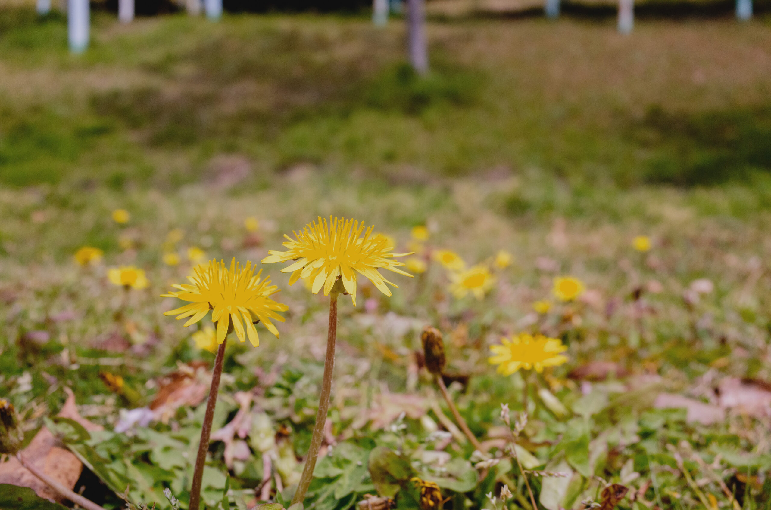 今年の春は異様に暖かい：2021年（raw現像の意味）